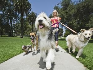 Lady dog walker