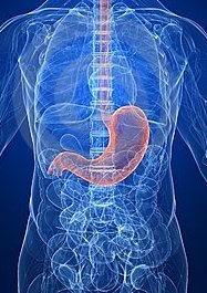 The human gut